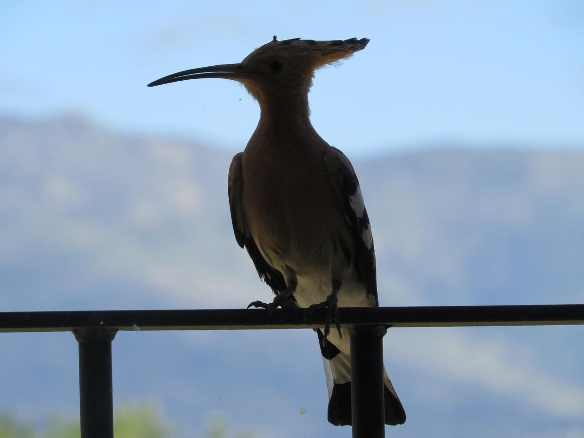 Quinta De Seves Guest House Covilhã Екстериор снимка